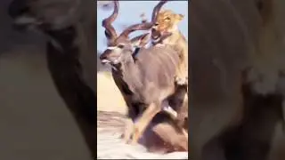 Epic Showdown: Lion vs Kudu - The Ultimate Predator vs Prey Battle in the Wild