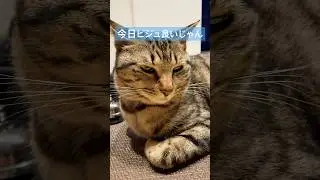 今日ビジュいいうに　#shorts  #cat  #cutecat  キジトラ　#うに  #ビジュ　#良いじゃん