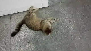 My Love Kit ❤ 😘 #cat #catvideos #animals