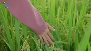 Farm to Harvest: Complete Crop Growing Process | AgroEasy Farming  #agriculturefarming #farmingtips