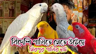 বিদেশি পাখিতে মেতে উঠেছে মিরপুর পাখির হাট//birds wholesale clothing for birds