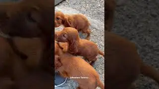 Lovely Irish setter puppies after 10minutes play ☺️ #viral  #viralshorts #irishsetter #irishpuppies