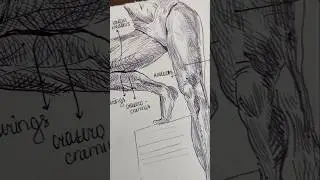 Illustrating Anatomy | Day 13 #artshorts #anatomydrawing #anatomyillustration #illustrationart