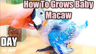 How to make free lights macow||💯 how to grow baby macaw 🔥