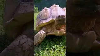 Sulcata Tortoise walking fast #sulcata #tortoise #walking #fast #cute #reptile #nature #wild HA97279