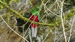 WILD BOLIVIA - Crested Quetzal