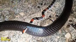 muçurana e cobra coral