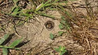Ptilothrix Begins To Build Nest