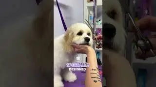 Gentle grooming for sensitive dogs. No stress, just love!Book today for a calm grooming experience💜