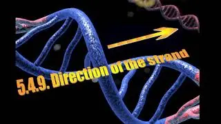 PM'S BIOLOGY Molecular Genetics 4