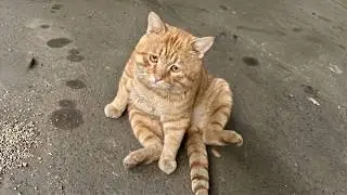 Try Not To Laugh At These SILLY CATS 🤣 Funny Cat Videos