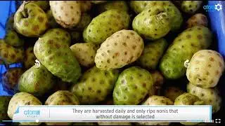 [ENG] Atomy Online Tour - NST Bio, Orot - Fermented Noni Production, AS 08-10-2022