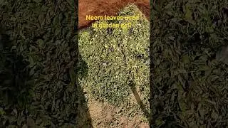 Neem leaves used in garden soil