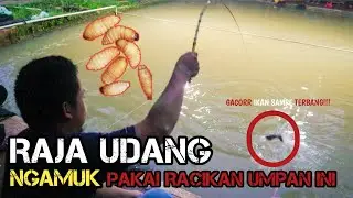 RAJA UDANG Strike Terus Sampai Malam !! Bikin Lawan sebelah KEWALAHAN