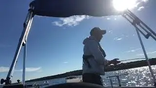 Kingfish Botany Bay solo