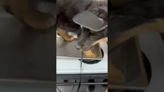 Cooking my pets! ￼Lol #pets #dog #shorts #short #joke