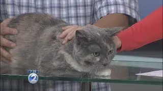 Love Your Pet: Heartworm disease in cats