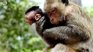 Million pity new baby Timo cry loudly call mom Timo | Why Dolly catch pity new baby Timo from Tima?|