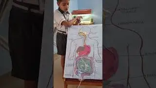 Digestive System working model