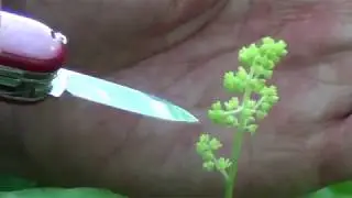 Rich Forests: False Solomon's Seal