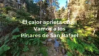 Pinares de San Rafael- Ladera Norte de la Sierra de Malagón