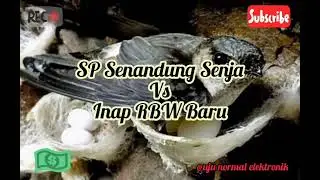 Suara Walet ‼️ SP Senandung Senja Vs Inap RBW Baru