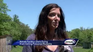 Owls fall sick after eating poisoned rodents