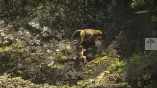 wildlife in simen mountains Ethiopia