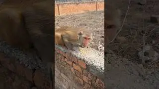 Bandarmama#newmonkeyvideo#shorts#youtubeshorts#
