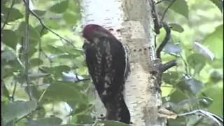 Sphyrapicus ruber