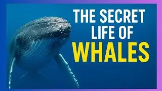 The Secret Life of Whales Behavior Intelligence & Hidden Ocean Stories