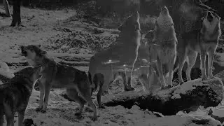 KURT137! - Moiti&eacute; renard moiti&eacute; loup