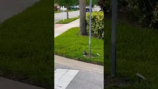 Wild rabbits are essential workers #nature #shortsyoutube #youtubeshort #youtube #florida #bunny