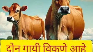 दोन गायी विकणे आहे 9921898064| cow vikane ahe
