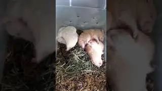 Hamsteria Family: Sleep Time | Mac L | Pets