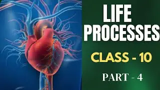 Life Processes | Human Digestive System Explained in Detail | Class 10 Biology
