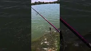 Pesca a Spinning al Black Bass con il Crank Bait