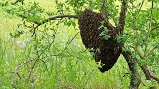 Swarmstead Live with Pete Grigely | Treatment Free Beekeeping