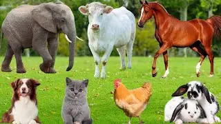 Милые звуки животных: котёнок, ягнёнок, собака, свинья, слон, обезьяна, утка, кролик, курица &ndash; Ви...