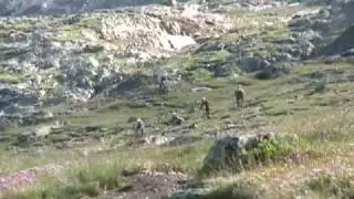 Avalanche Trophy 2008 : Mégavalanche Alpe d'Huez - Etape 3