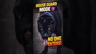 Powerful Guard Dog on Duty 😈 | Chaoshan Protector
