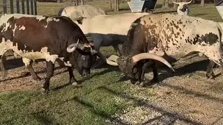 Analyzing Cattle Behavior(Tex vs Jolly)