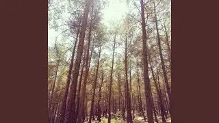 Anxious Bamboo