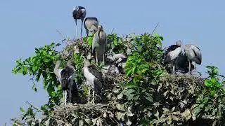 Amazing Trees and water plants give shelter and nesting places  Bird Sanctuary  EP255