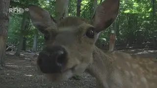 Zwischen Rotwild, Kaninchen und Co. - Was den Wildpark Christianental so besonders macht - RFH
