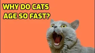 Why Do Cats Age Faster Than Humans?