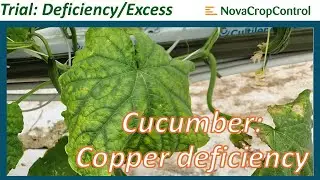 Deficiency/Excess trial cucumber: Copper deficiency