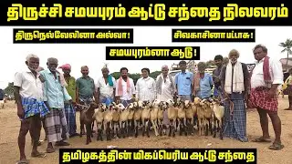 திருச்சி சமயபுரம் ஆட்டு சந்தை நிலவரம் | Trichy Samayapuram goat market | Tamilnadu Pets | Tamil