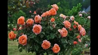 роза Lady Emma Hamilton. Роза Остина. Что в имени твоем?! Часть 63