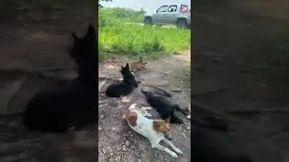 These street dogs in Thailand have the best possible view and their own little houses